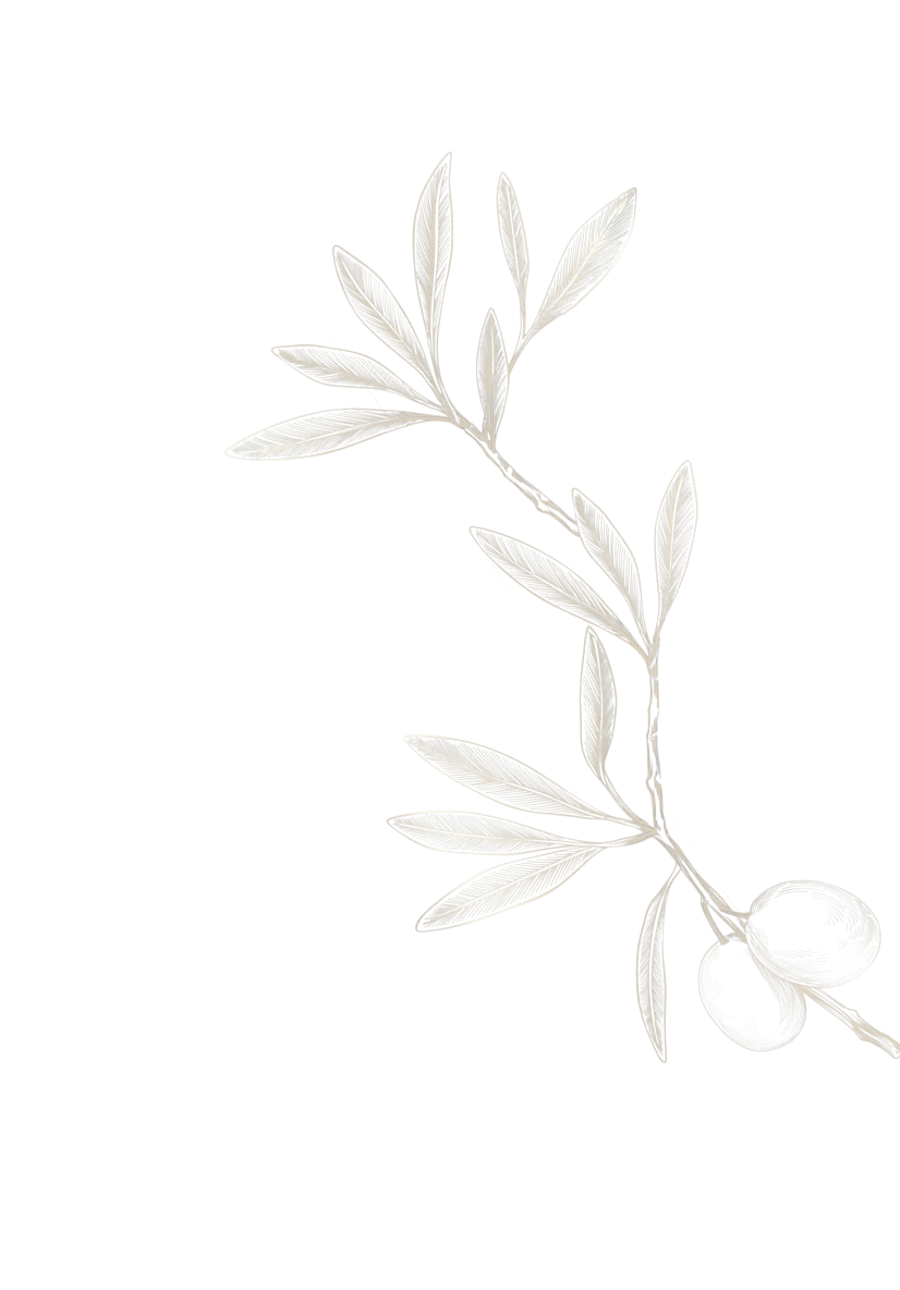Decorative olive branch