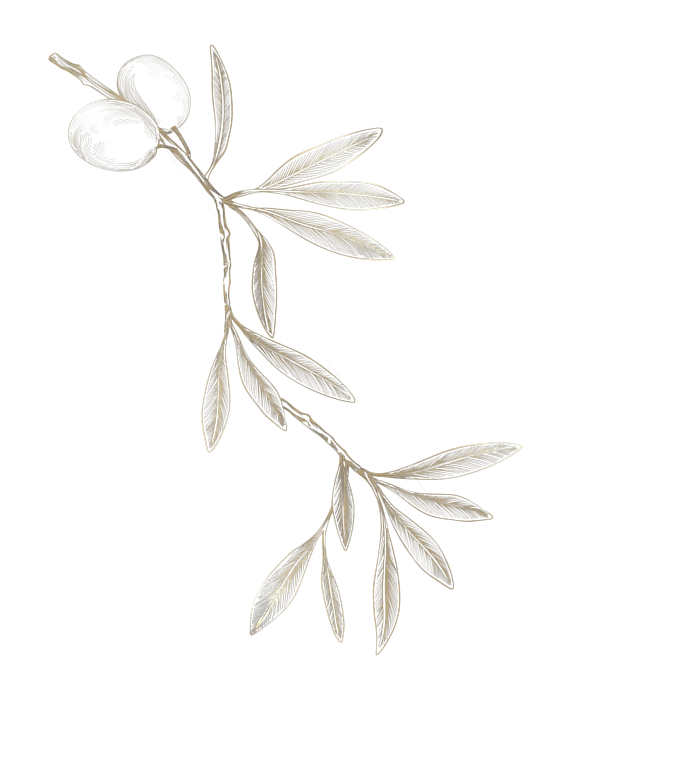 Decorative olive branch